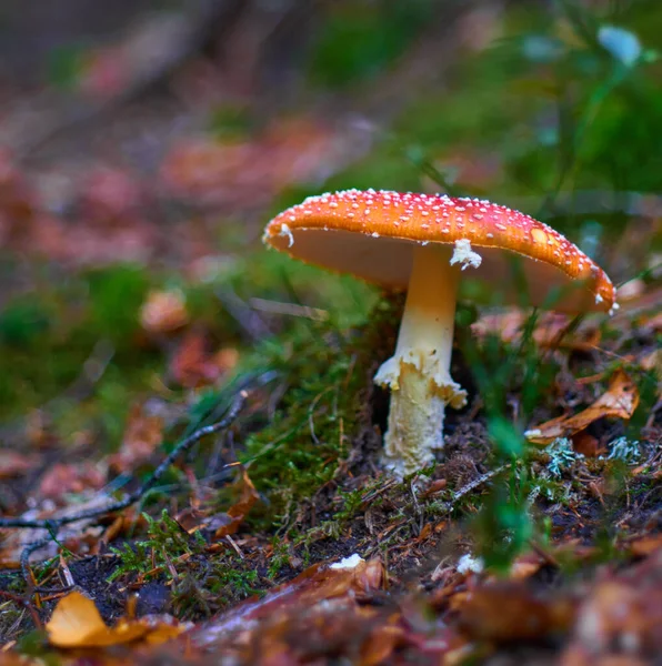 Flyga Agarisk Svamp Skogen — Stockfoto