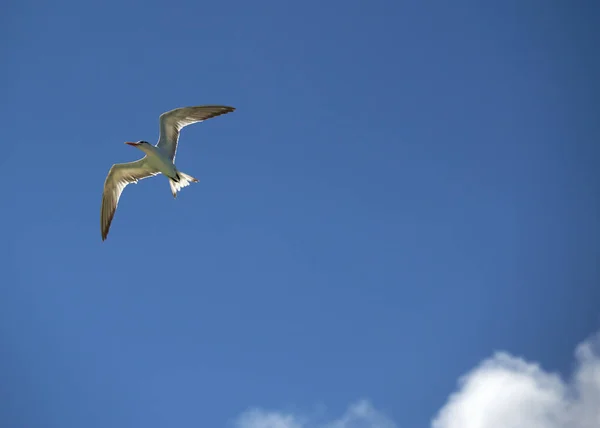 Gabbiano Che Vola Nel Cielo — Foto Stock