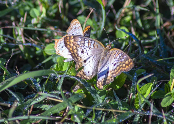 Papillon Sur Une Fleur — Photo