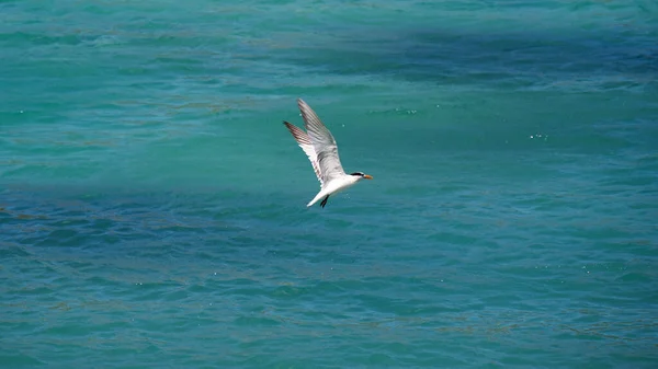 海鸥飞在海滩上 — 图库照片