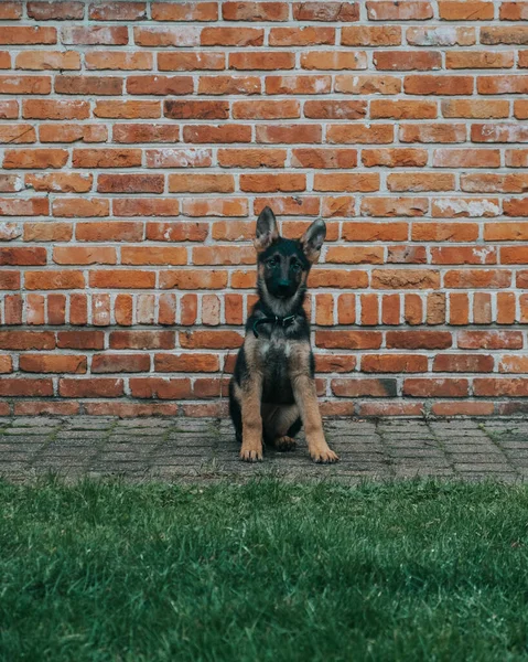 Dog Street — Stock Photo, Image