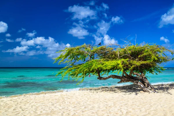 야자나무와 아름다운 — 스톡 사진