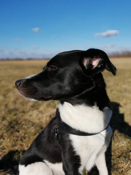 Portrait Cute Dog — Stock Photo, Image