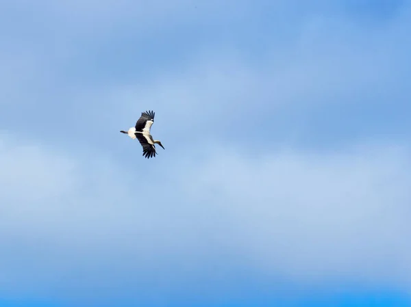 Ein Schwarm Vögel Fliegt Den Himmel — Stockfoto