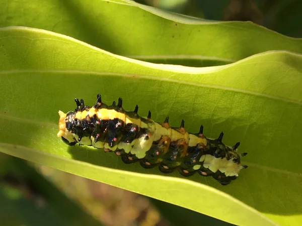 Close Van Een Rups Een Groen Blad — Stockfoto