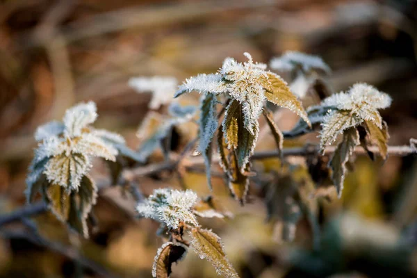 Karda Donmuş Bir Bitkinin Yakınına — Stok fotoğraf