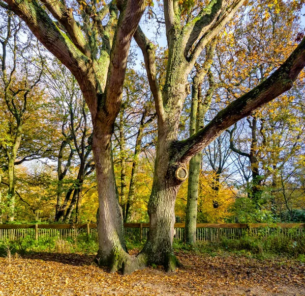 Paesaggio Autunnale Con Alberi Foglie Verdi — Foto Stock