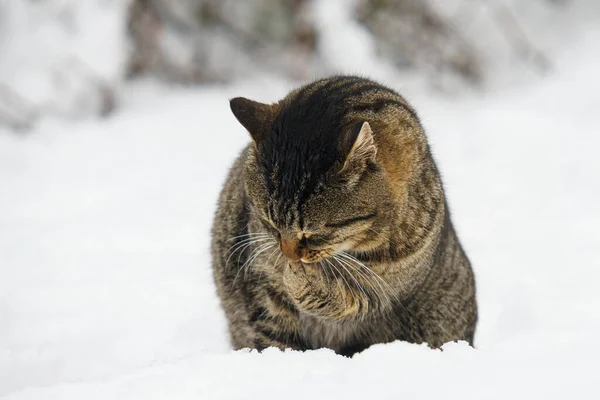 Kot Śniegu — Zdjęcie stockowe