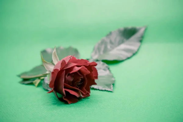 Schöne Rosen Auf Grünem Hintergrund — Stockfoto