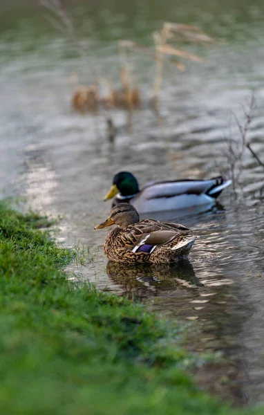 Canard Colvert Sur Lac — Photo