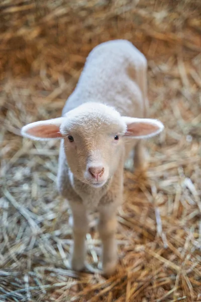 Çiftlikteki Koyunlar — Stok fotoğraf