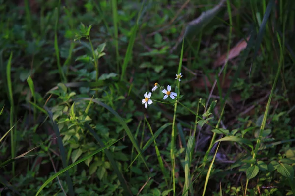 Beautiful White Flowers Forest — Stock Photo, Image