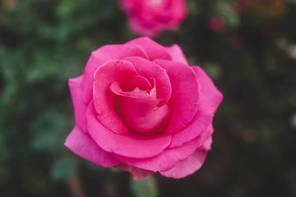 Bahçede Güzel Pembe Bir Gül — Stok fotoğraf