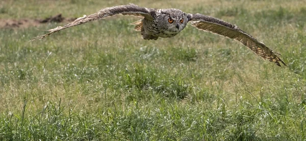 Kartal Vahşi Doğada — Stok fotoğraf