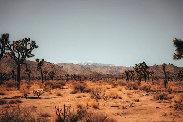 Wunderschöne Landschaft Tal Der Negev Wüste Namib Nationalpark Namibia — Stockfoto