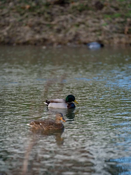 Duck Water — Stock Photo, Image