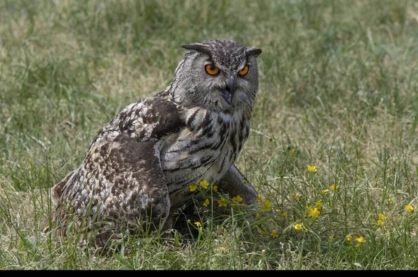 Uggla Naturen — Stockfoto