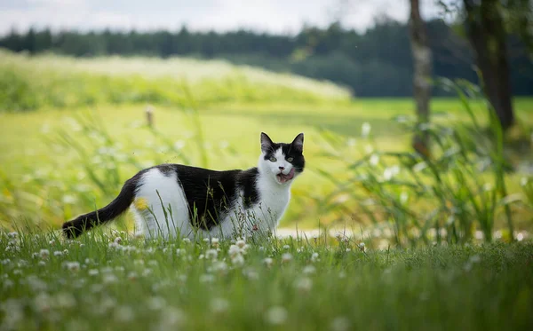 Gato Blanco Negro Hierba — Foto de Stock