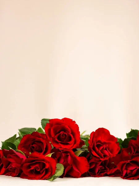 Rote Rosen Auf Weißem Hintergrund — Stockfoto
