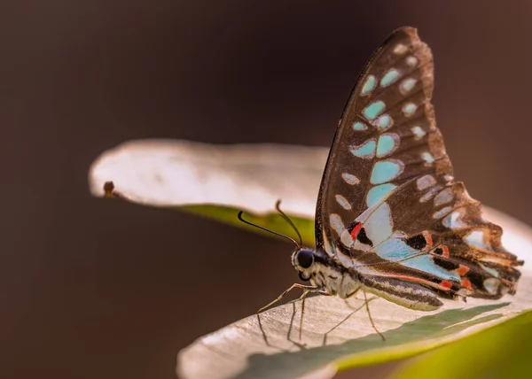 Hermosa Mariposa Una Flor —  Fotos de Stock