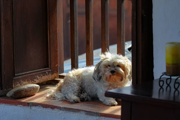 Собака Сидит Скамейке — стоковое фото