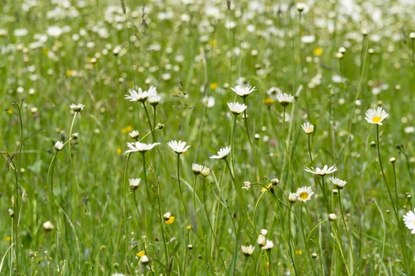 Fehér Százszorszépek Réten — Stock Fotó