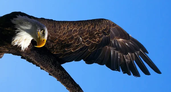 Hermoso Águila Calva Volando Cielo —  Fotos de Stock
