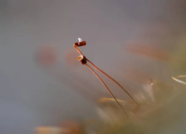 Nahaufnahme Einer Libelle Auf Weißem Hintergrund — Stockfoto