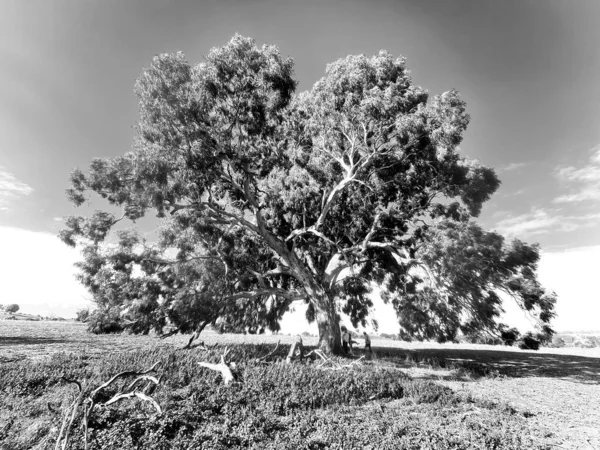 Schwarz Weiß Foto Eines Baumes Auf Dem Feld — Stockfoto