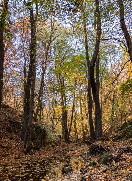 Floresta Outono Nas Montanhas — Fotografia de Stock