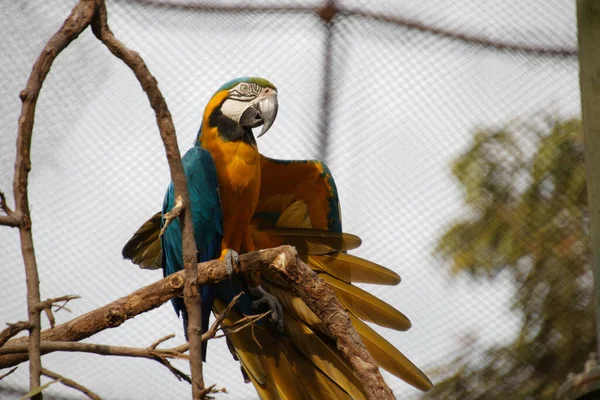 Closeup Shot Beautiful Macaw — Stock Photo, Image