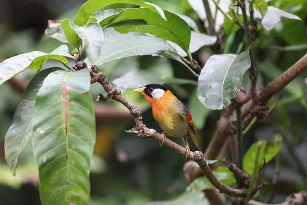 Pájaro Está Sentado Una Rama Árbol Bosque — Foto de Stock