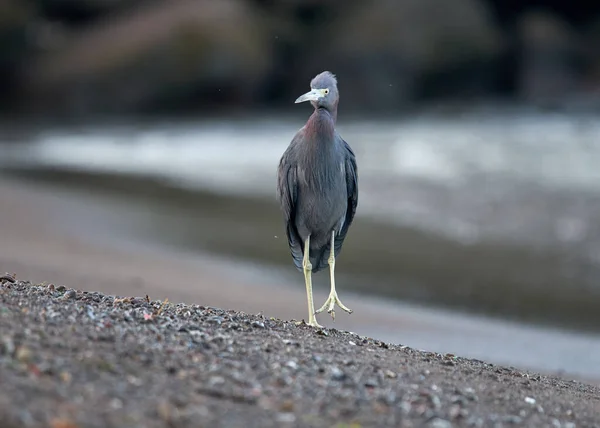 Pássaro Está Andando Margem Rio Início Manhã — Fotografia de Stock