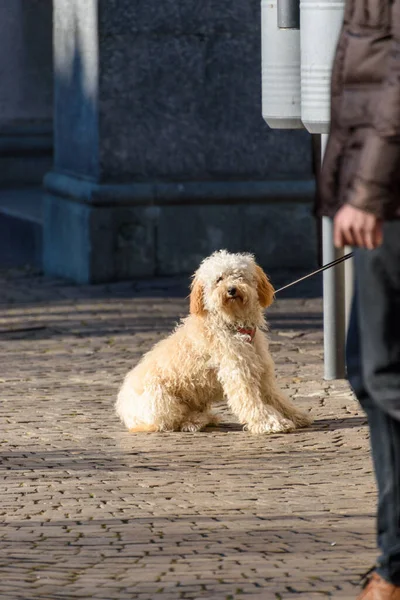 Cão Parque — Fotografia de Stock