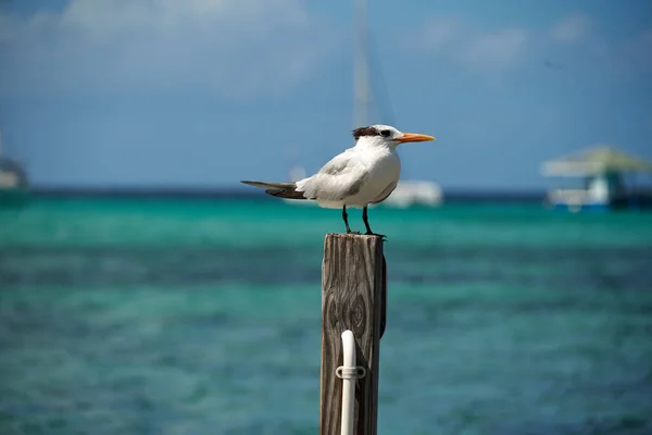 Möwe Auf Dem Steg — Stockfoto