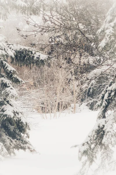 Winter Landscape Snow Covered Trees — Stock Photo, Image