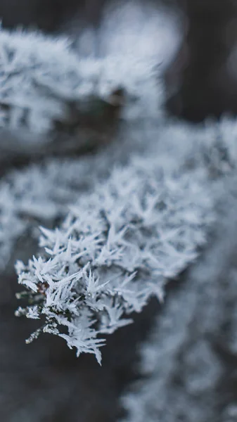 Karlı Kış Ormanı — Stok fotoğraf