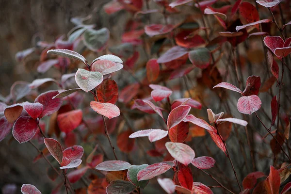 정원에 아름다운 나뭇잎들 — 스톡 사진