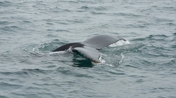 Dolphin Sea — Stock Photo, Image