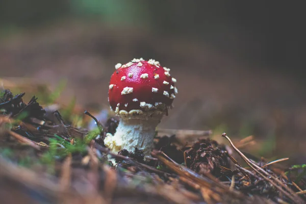 森の中のアマニタ ムスカリア キノコ — ストック写真