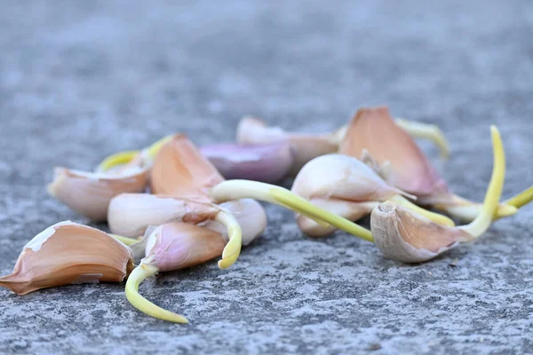 Garlic Cloves Dark Background — Stock Photo, Image