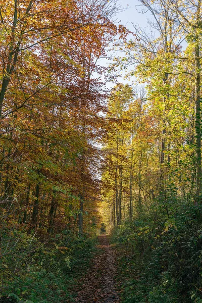 Höst Skog Med Träd Och Gröna Blad — Stockfoto