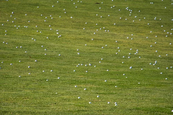 Flock Hay Field — Stock Photo, Image