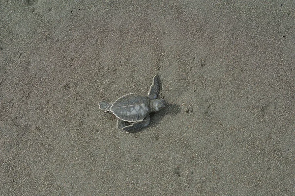 Een Kleine Schildpad Het Strand — Stockfoto