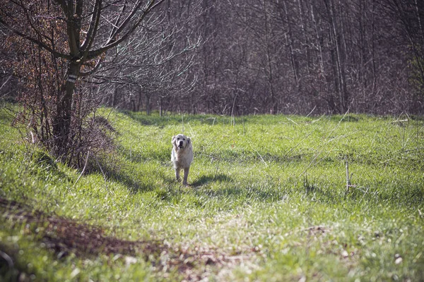 Young White Dog Meadow — Stock Photo, Image