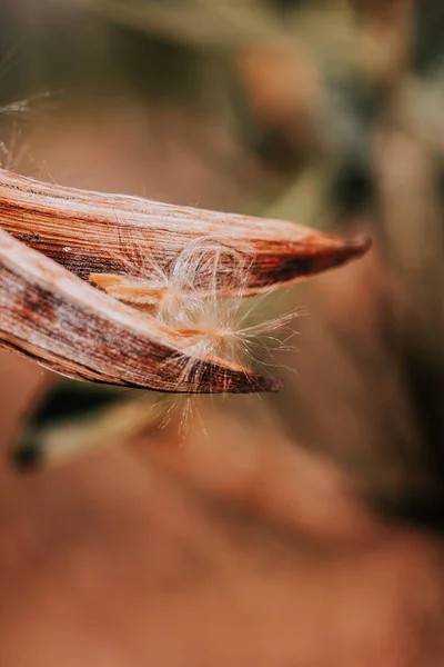 Zblízka Krásné Mladé Ženy — Stock fotografie