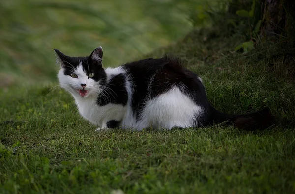 Gato Blanco Negro — Foto de Stock