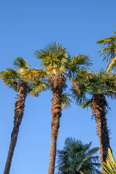 Mavi Gökyüzünde Palmiye Ağaçları — Stok fotoğraf