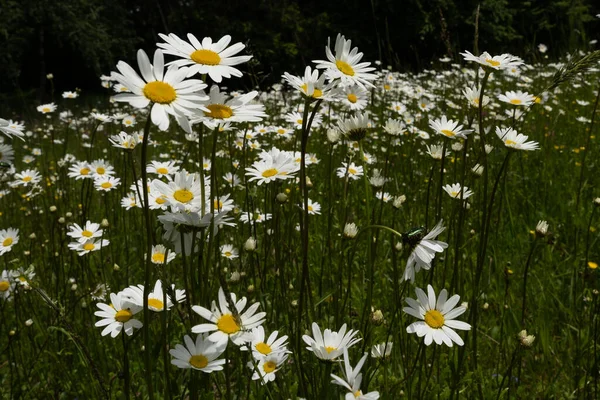 Weiße Gänseblümchen Garten — Stockfoto