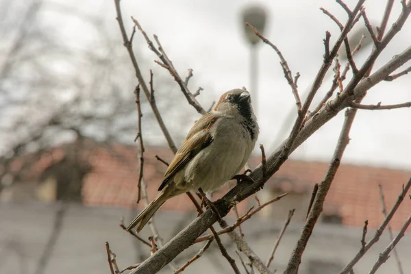 Uccello Ramo Albero — Foto Stock